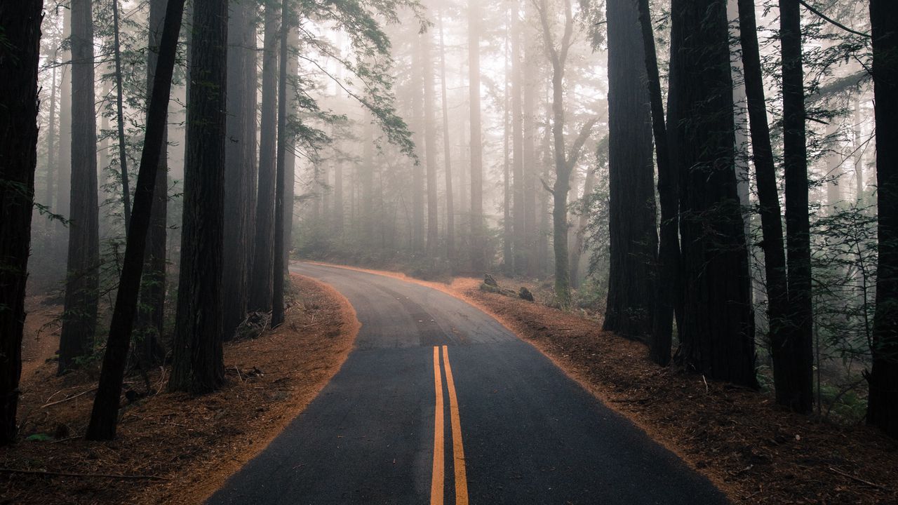 Обои дорога, туман, осень, разметка, лес, поворот, деревья