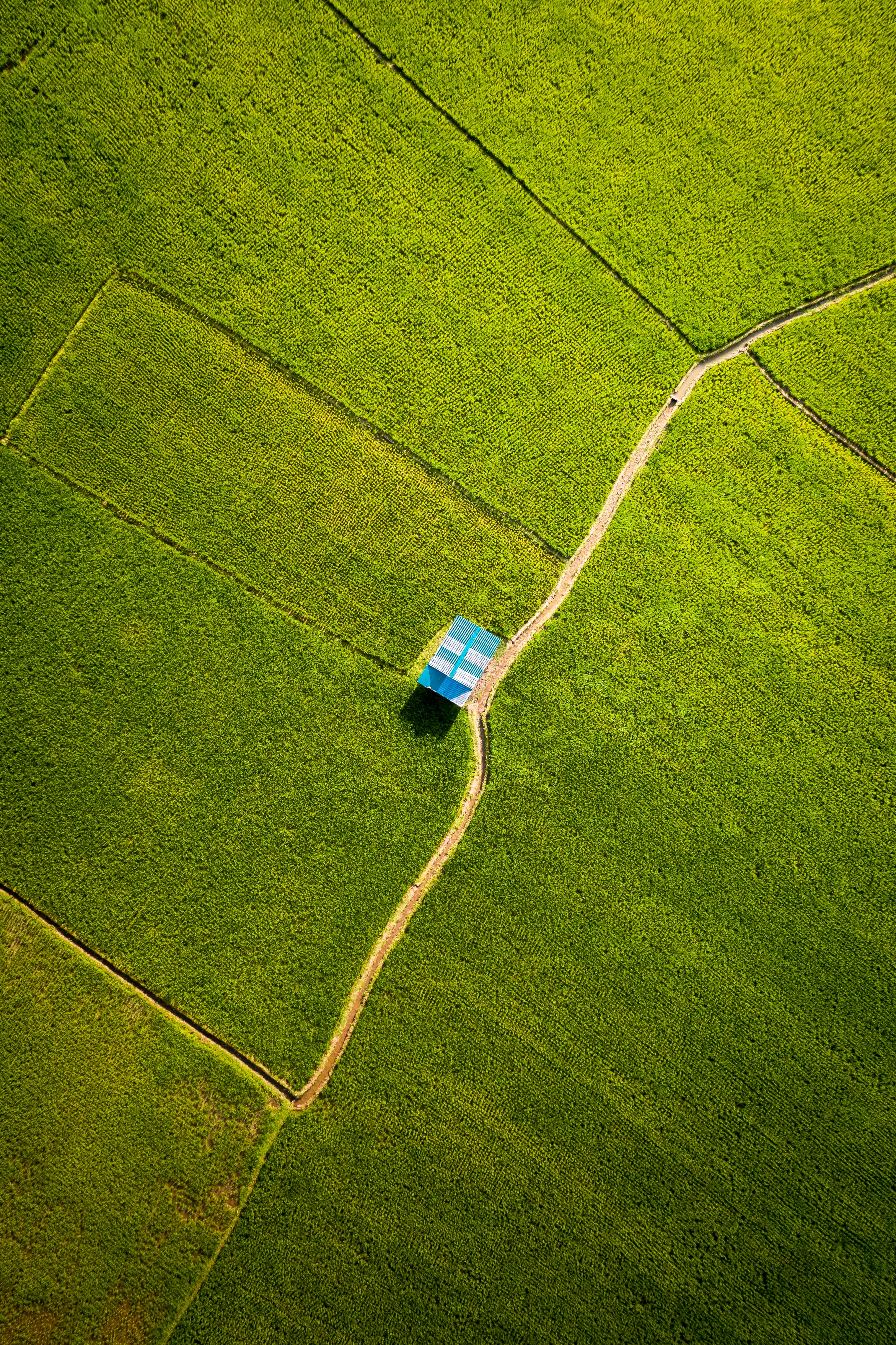 Земля - вид сверху. В поле. From field. From field. Зеленое поле вид сверху.