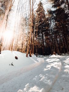 Превью обои дорога, зима, снег, сосны