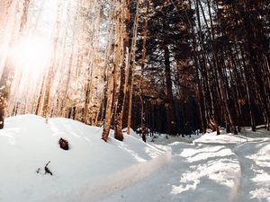 Превью обои дорога, зима, снег, сосны