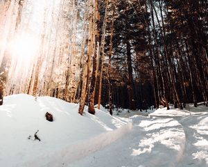 Превью обои дорога, зима, снег, сосны