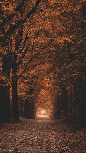 Превью обои дорожка, деревья, тоннель, осень, природа