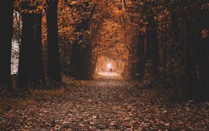 Превью обои дорожка, деревья, тоннель, осень, природа