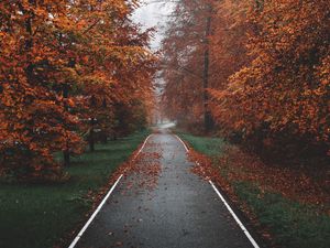 Превью обои дорожка, деревья, туман, осень, природа