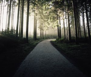 Превью обои дорожка, лес, деревья, свет