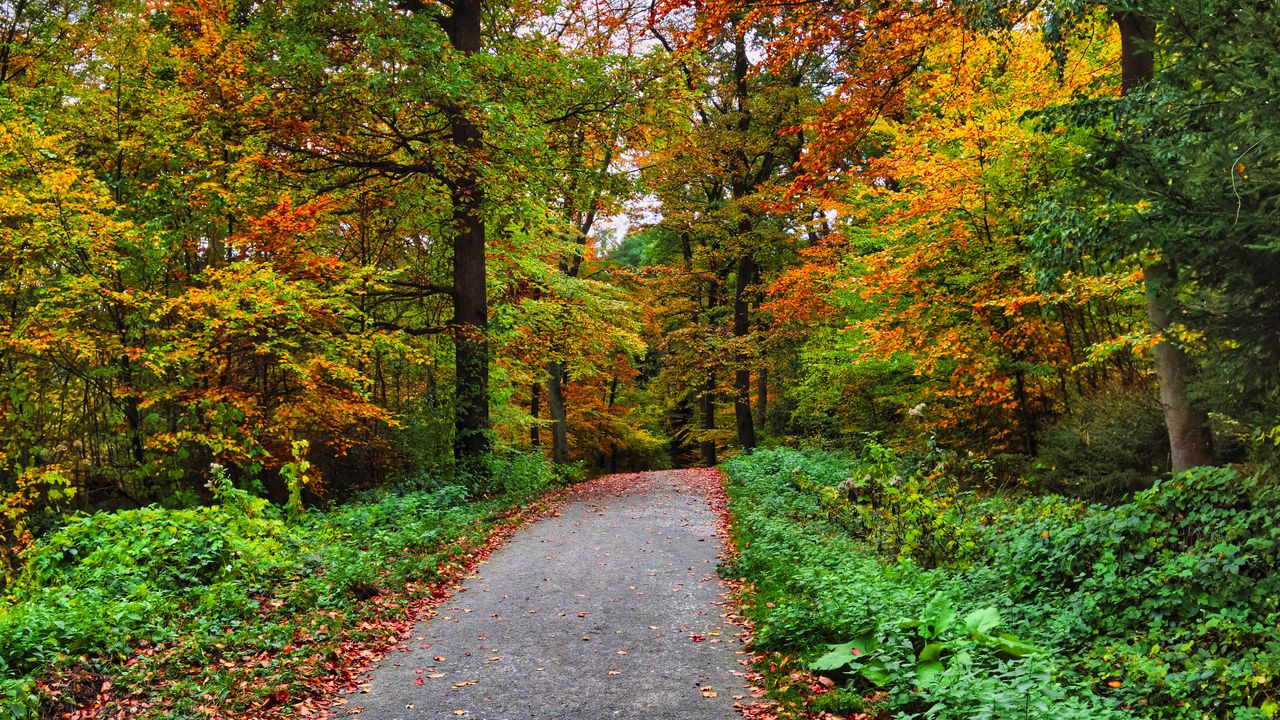 Обои дорожка, лес, деревья, осень, природа, яркий