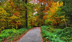 Превью обои дорожка, лес, деревья, осень, природа, яркий