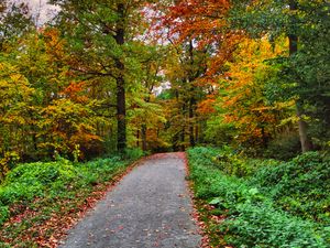 Превью обои дорожка, лес, деревья, осень, природа, яркий