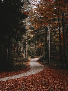Превью обои дорожка, лес, осень, опавшая листва, природа