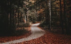 Превью обои дорожка, лес, осень, опавшая листва, природа