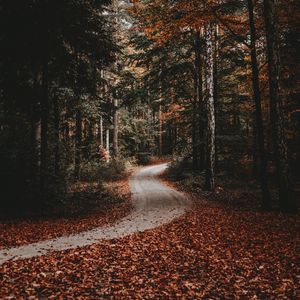 Превью обои дорожка, лес, осень, опавшая листва, природа