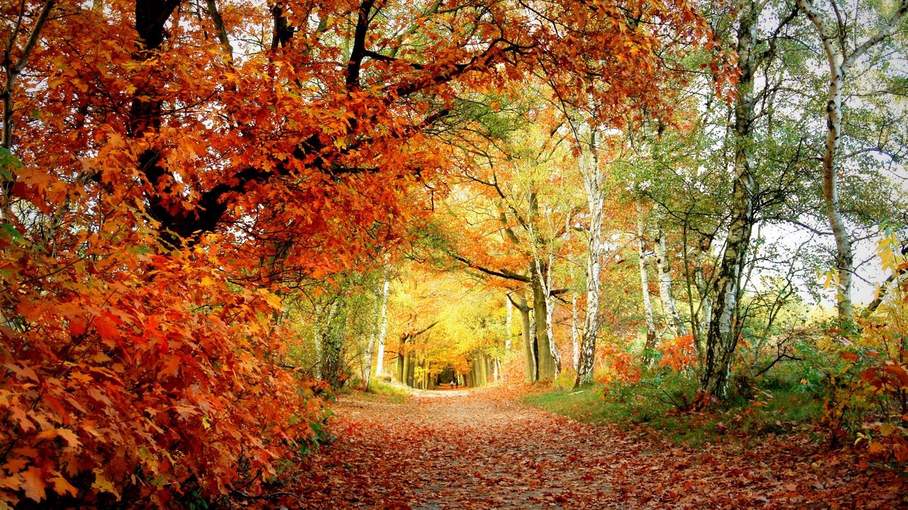 Обои дорожка, осень, деревья, дуб, березы, листья