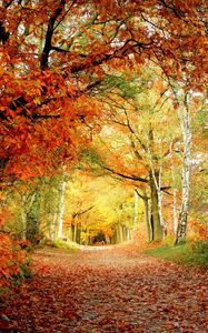 Превью обои дорожка, осень, деревья, дуб, березы, листья