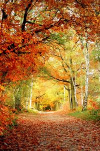 Превью обои дорожка, осень, деревья, дуб, березы, листья