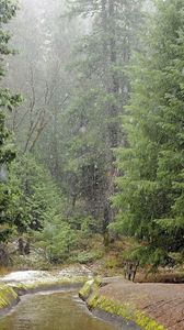 Превью обои дождь, лес, река, непогода