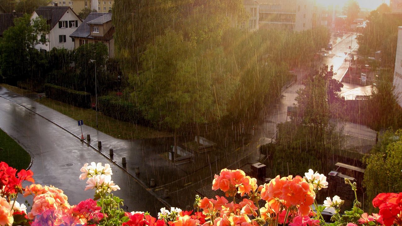 Обои дождь, ливень, цветы, улица, балкон, высота, мокро