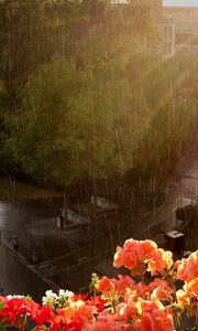 Превью обои дождь, ливень, цветы, улица, балкон, высота, мокро
