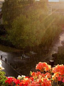 Превью обои дождь, ливень, цветы, улица, балкон, высота, мокро