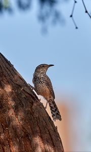 Превью обои дрозд, птица, дерево, кора