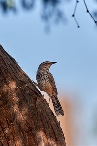 Превью обои дрозд, птица, дерево, кора