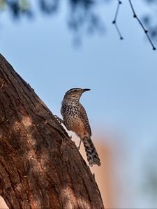 Превью обои дрозд, птица, дерево, кора