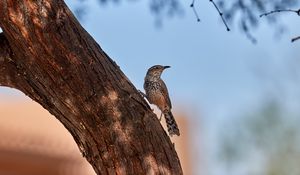 Превью обои дрозд, птица, дерево, кора