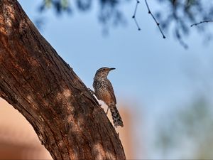 Превью обои дрозд, птица, дерево, кора