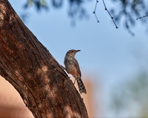 Превью обои дрозд, птица, дерево, кора