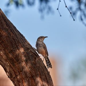 Превью обои дрозд, птица, дерево, кора