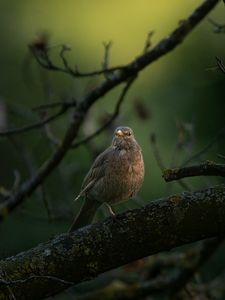 Превью обои дрозд, птица, дикая природа, ветка