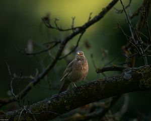 Превью обои дрозд, птица, дикая природа, ветка