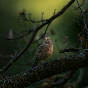 Превью обои дрозд, птица, дикая природа, ветка