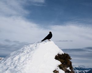 Превью обои дрозд, птица, скала, снег, природа