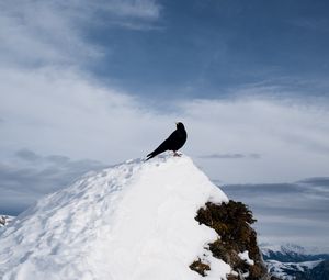 Превью обои дрозд, птица, скала, снег, природа