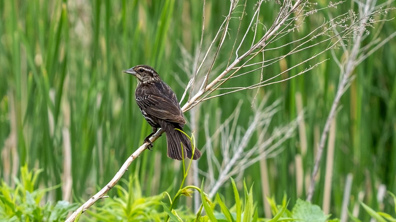 Обои дрозд, птица, ветка, дерево, листья, растения