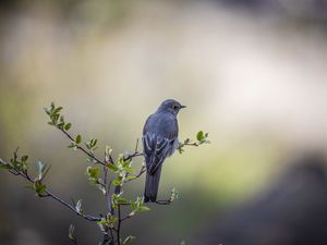 Превью обои дрозд, птица, ветка, хвост