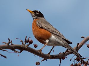 Превью обои дрозд, птица, ветка, небо, сидеть