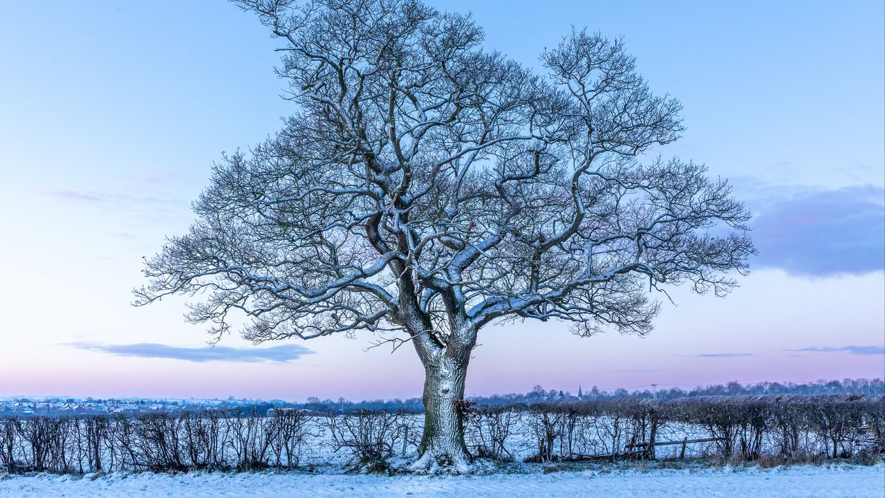 Обои дуб, дерево, снег, поле, зима