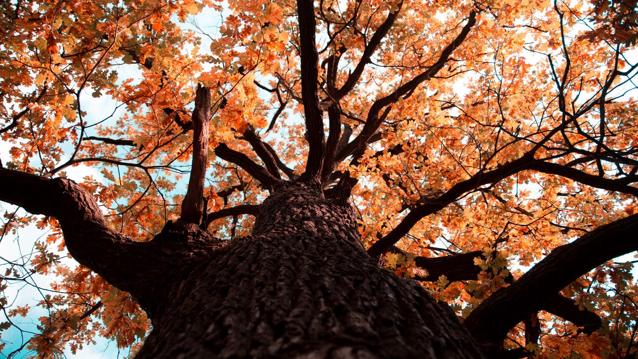 Обои дуб, дерево, ветки, листья, желтый, осень