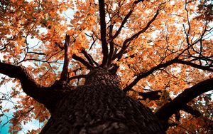 Превью обои дуб, дерево, ветки, листья, желтый, осень