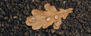 Превью обои дуб, лист, капли, вода, асфальт