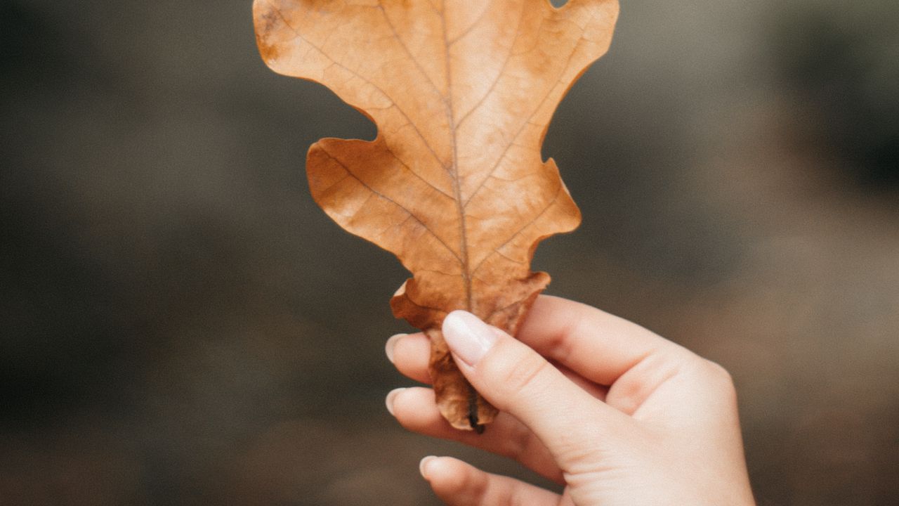 Обои дуб, лист, жилки, рука, пальцы, осень