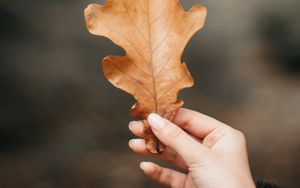 Превью обои дуб, лист, жилки, рука, пальцы, осень