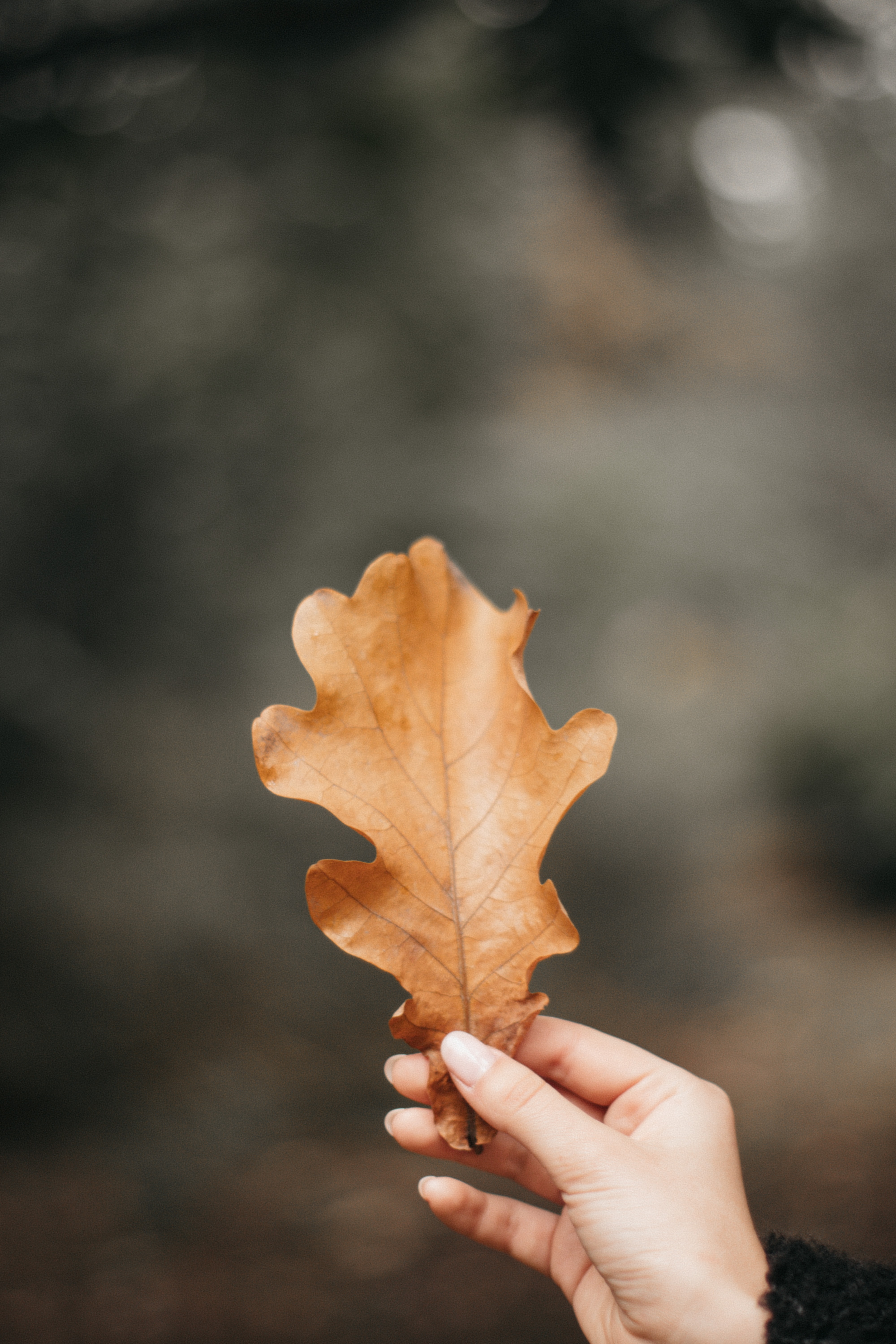 Осень макро дубовый лист