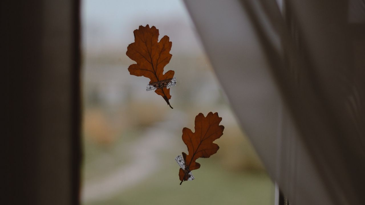 Обои дуб, листья, окно, стекло, осень