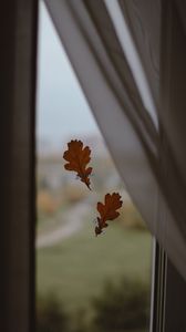 Превью обои дуб, листья, окно, стекло, осень
