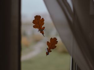 Превью обои дуб, листья, окно, стекло, осень