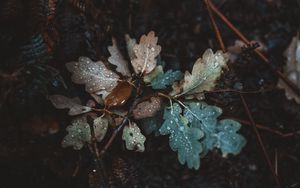 Превью обои дуб, листья, осень, капли, влага, опавший