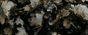 Превью обои дуб, листья, ветка, сухой, растение