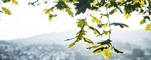 Превью обои дуб, ветки, дерево, лучи, солнце